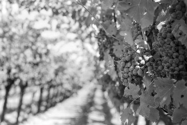 1988 Wines | Buy 1988 Vintage Wines Online