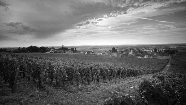 Domaine_du_Clos_de_Tart_grande