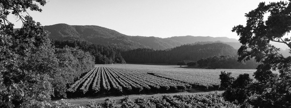 Napa Valley Wine | Shop Online - Page 2
