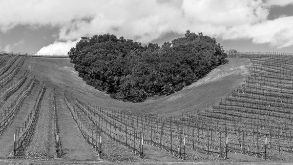 Sine Qua Non Eleven Confessions WInes | Shop Online