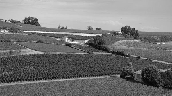 Tertre Roteboeuf Wine | Shop Online