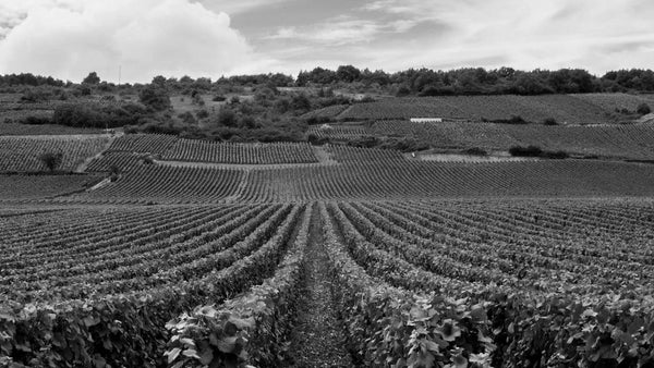 Domaine Armand Rousseau Wine | Rousseau Wines | Shop Online