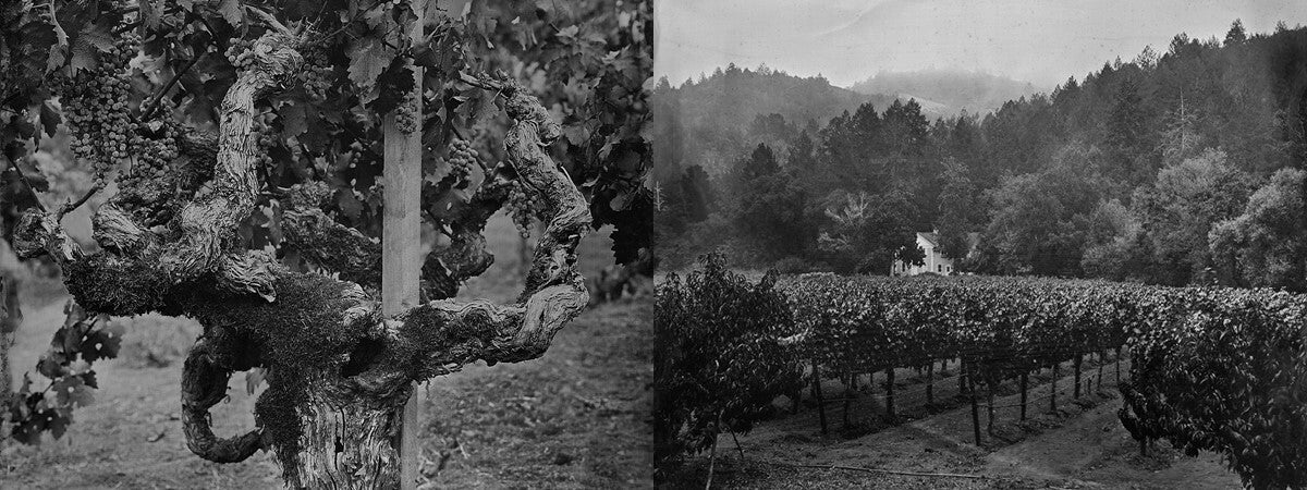 Black popular & White, Napa Valley Photography, Napa Valley California photography, Fine Art Photography, Napa Valley Pictures, wine bottle wall