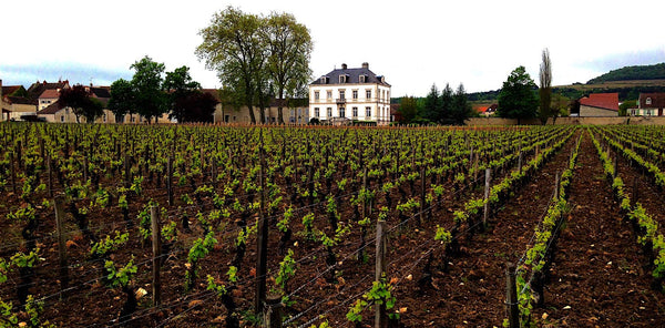 2010 Finest Vintage Burgundy! Domaine de Montille Aux Malconsorts, adjacent La Tache!