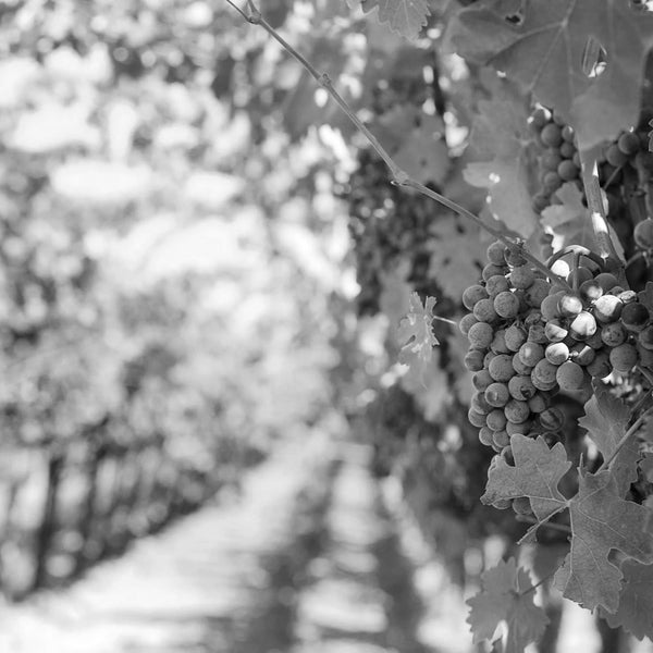 2000 Wines | Buy 2000 Vintage Wines Online