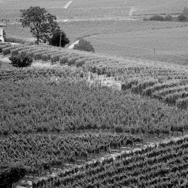 Giuseppe Rinaldi Wine | Giuseppe Rinaldi Barolo | Shop Online