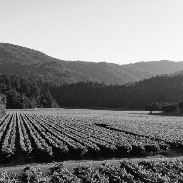 Napa Valley Wine | Shop Online - Page 15