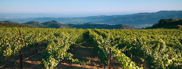 Continuum Wine | Continuum Estate Wine | Shop Online