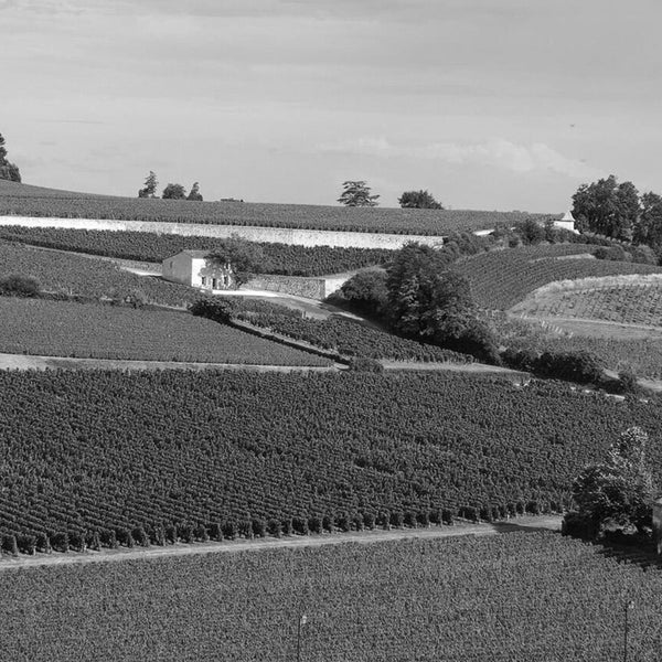 Tertre Roteboeuf Wine | Shop Online