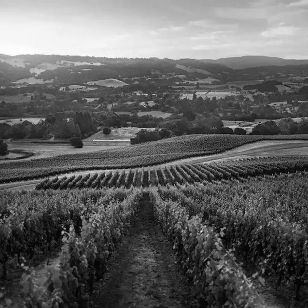 Verite Wines | Verite Cabernet Sauvignon | Shop Online