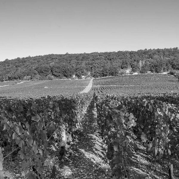 Domaine Bruno Clair | Bruno Clair Wine | Shop Online