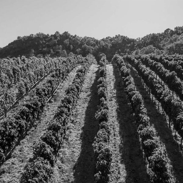 Pahlmeyer Wines | Chardonnay, Merlot & More | Shop Online